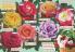 Akcija Katalog Flora Ekspres proleće 2017 51049