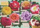 Akcija Katalog Flora Ekspres proleće 2017 51049