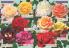 Akcija Katalog Flora Ekspres proleće 2017 51050