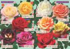 Akcija Katalog Flora Ekspres proleće 2017 51050