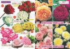 Akcija Katalog Flora Ekspres proleće 2017 51051