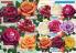 Akcija Katalog Flora Ekspres proleće 2017 51052
