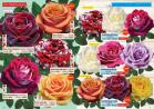 Akcija Katalog Flora Ekspres proleće 2017 51052