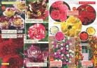 Akcija Katalog Flora Ekspres proleće 2017 51054