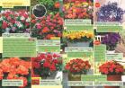 Akcija Katalog Flora Ekspres proleće 2017 51062