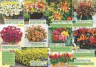 Akcija Katalog Flora Ekspres proleće 2017 51063