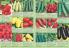 Akcija Katalog Flora Ekspres proleće 2017 51068