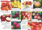 Akcija Katalog Flora Ekspres proleće 2017 51077