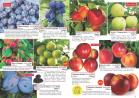 Akcija Katalog Flora Ekspres proleće 2017 51079