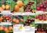 Akcija Katalog Flora Ekspres proleće 2017 51080