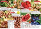Akcija Katalog Flora Ekspres proleće 2017 51082