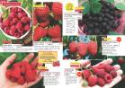 Akcija Katalog Flora Ekspres proleće 2017 51083