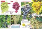 Akcija Katalog Flora Ekspres proleće 2017 51087