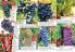 Akcija Katalog Flora Ekspres proleće 2017 51088