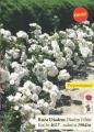Flora Ekspres Mnogocverna ruža sadnica Diadem