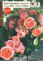 Flora Ekspres Mnogocverna ruža sadnica Chippendale
