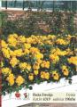 Flora Ekspres Mnogocverna ruža sadnica Freisia