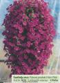 Flora Ekspres Surfinija roze