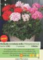Flora Ekspres Muškatla zvezdasta miks