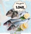 Roda Riba orada na ledu, 1kg
