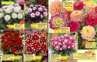 Akcija Floraekspres katalog proleće-leto 2017 53625