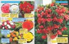 Akcija Floraekspres katalog proleće-leto 2017 53627