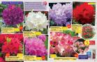 Akcija Floraekspres katalog proleće-leto 2017 53650