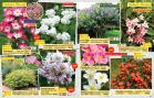 Akcija Floraekspres katalog proleće-leto 2017 53655