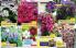 Akcija Floraekspres katalog proleće-leto 2017 53660