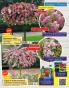 Akcija Floraekspres katalog proleće-leto 2017 53679