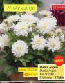 Flora Ekspres Lukovica Dalija Aspen