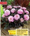 Flora Ekspres Lukovica Dalija harmonija
