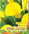 Flora Ekspres Kala lukovica Sunce