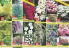 Akcija Katalog Floraekspres rasprodaja leto 2017 57913