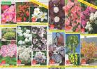 Akcija Katalog Floraekspres rasprodaja leto 2017 57915