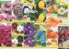 Akcija Katalog Floraekspres rasprodaja leto 2017 57917