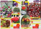 Akcija Katalog Floraekspres rasprodaja leto 2017 57919