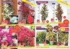 Akcija Katalog Floraekspres rasprodaja leto 2017 57920