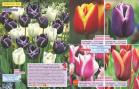 Akcija Flora Ekspres katalog jesen 2017 62354