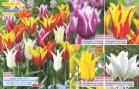 Akcija Flora Ekspres katalog jesen 2017 62355