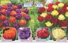 Akcija Flora Ekspres katalog jesen 2017 62357