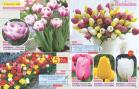 Akcija Flora Ekspres katalog jesen 2017 62358