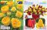 Akcija Flora Ekspres katalog jesen 2017 62359
