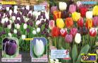 Akcija Flora Ekspres katalog jesen 2017 62360
