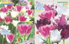 Akcija Flora Ekspres katalog jesen 2017 62362