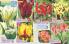 Akcija Flora Ekspres katalog jesen 2017 62363