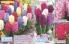 Akcija Flora Ekspres katalog jesen 2017 62364