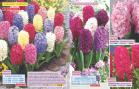 Akcija Flora Ekspres katalog jesen 2017 62364