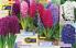 Akcija Flora Ekspres katalog jesen 2017 62365