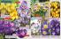 Akcija Flora Ekspres katalog jesen 2017 62367